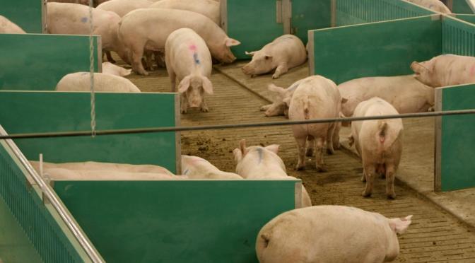 Sows in Advanced Open Sow Housing.