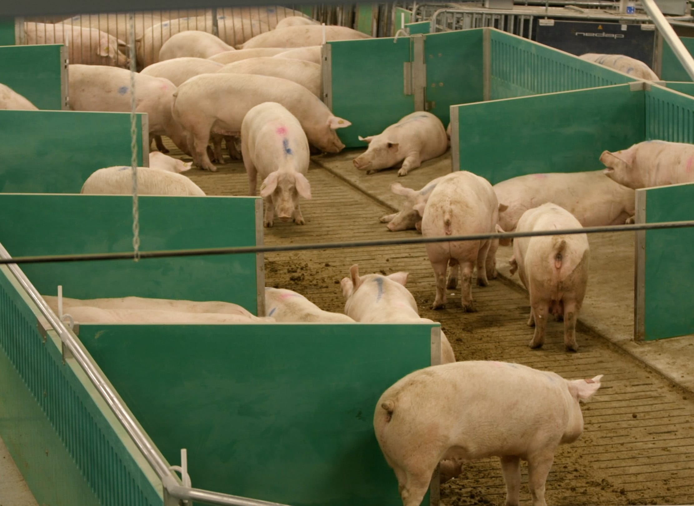 Sows in Advanced Open Sow Housing.