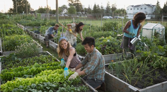 People tending to plants in vegetables garden boxes