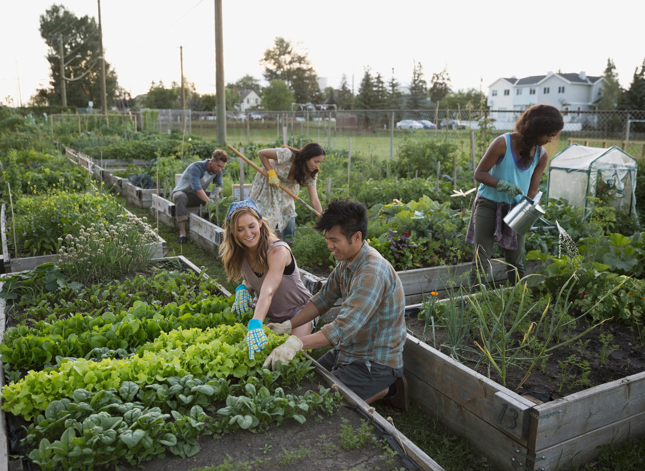 People tending to plants in vegetables garden boxes