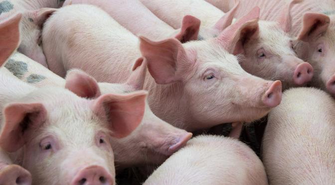 Group of pigs standing together