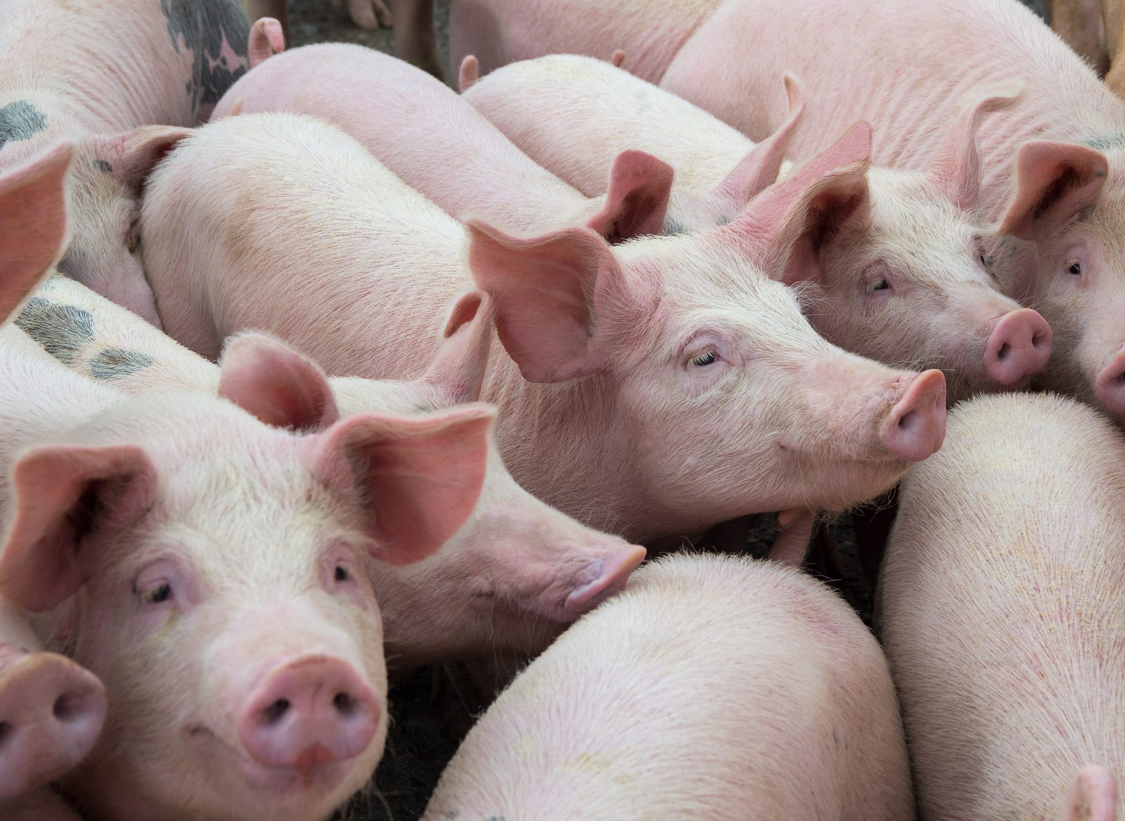 Group of pigs standing together