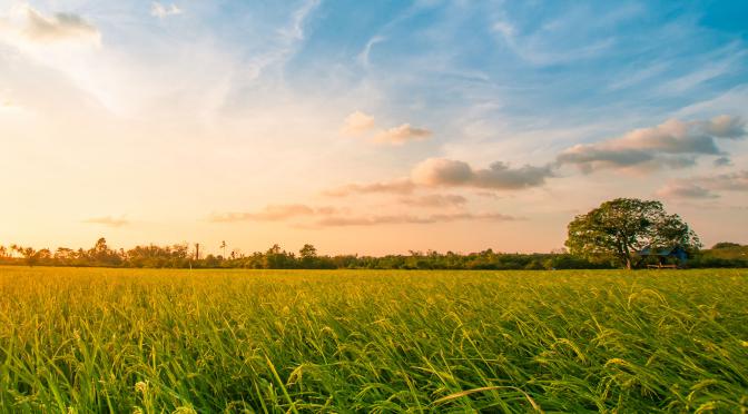 Large Open Field