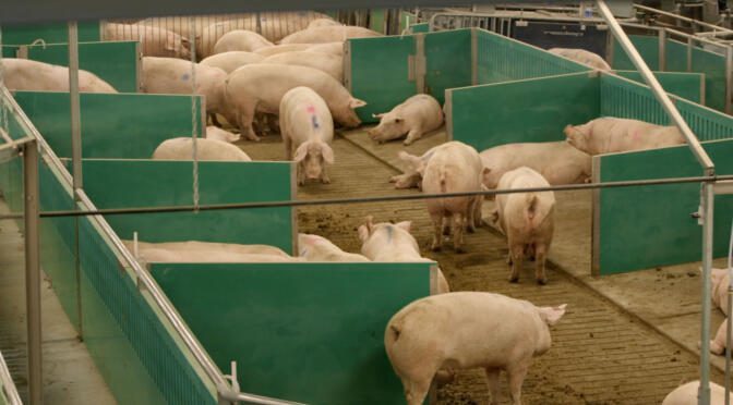 Arial view of sows in Maple Leaf Foods Advanced Open Sow Housing system- Photo taken Oct 2018