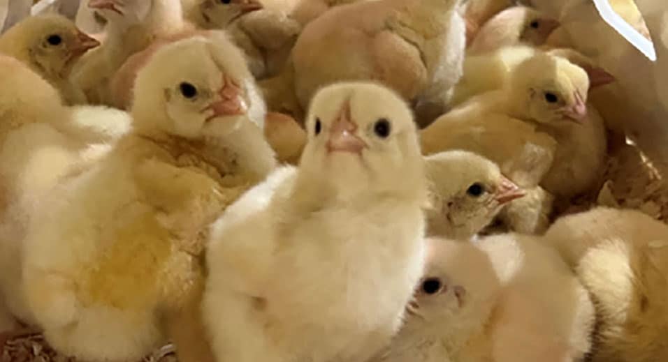 Poussins à MLF