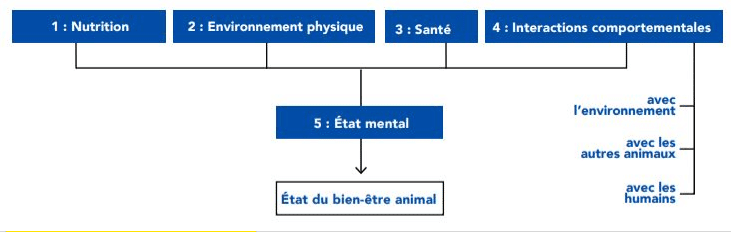 Les cinq domaines des soins aux animaux