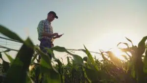 Fermier debout dans un champ utilisant un téléphone portable