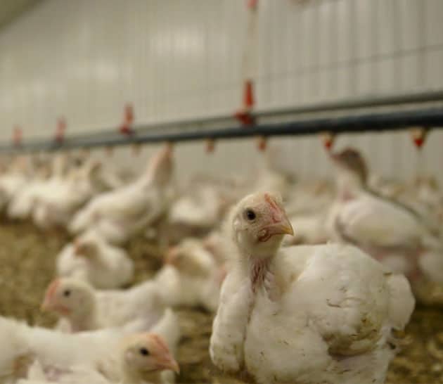 Poulets dans un enclos ouvert