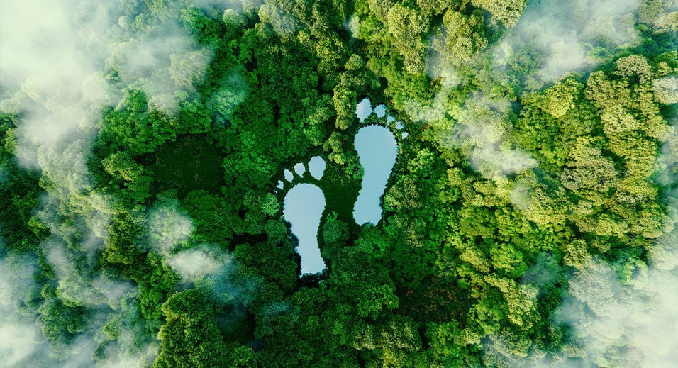 'carbon' footprints in a bushy green forest