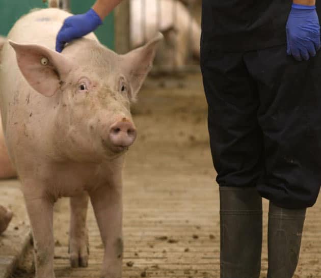 MLF-Animal-Care-Sow-With-Vet