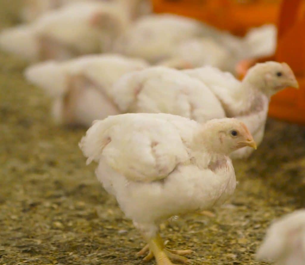 Responsible antibiotic use chickens