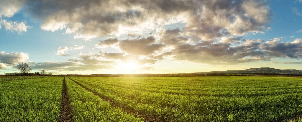 champ vert avec ciel bleu et soleil
