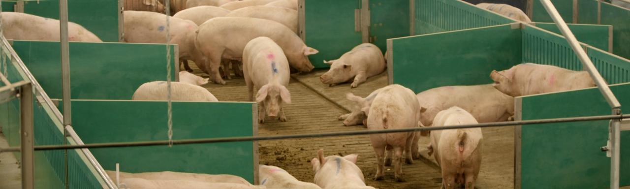 Sows in Advanced Open Sow Housing.