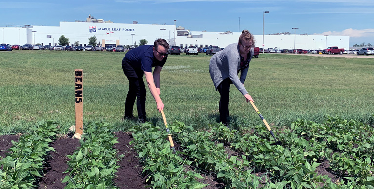 Community garden at Maple Leaf Foods Brandon facility located in Brandon 