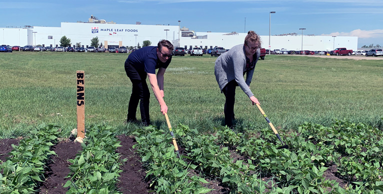 Community garden at Maple Leaf Foods Brandon facility located in Brandon