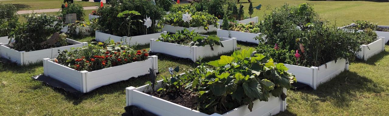 Plants in large white garden boxes