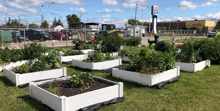 Community garden at Maple Leaf Foods Lagimodiere fciliyt in
