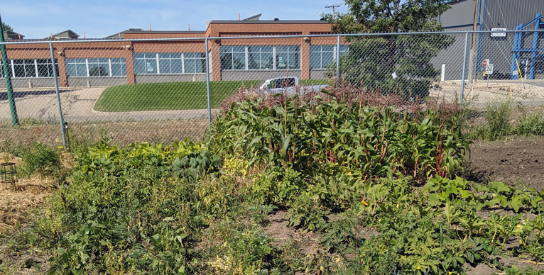 Community garden at Maple Leaf Foods' McLeod facility located in M