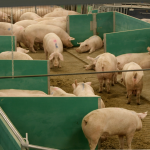 Porcs dans le système de logement libre pour les truies