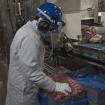 Usine de porc à Brandon, au Manitoba - Travailleur qui remplit une boîte de viande