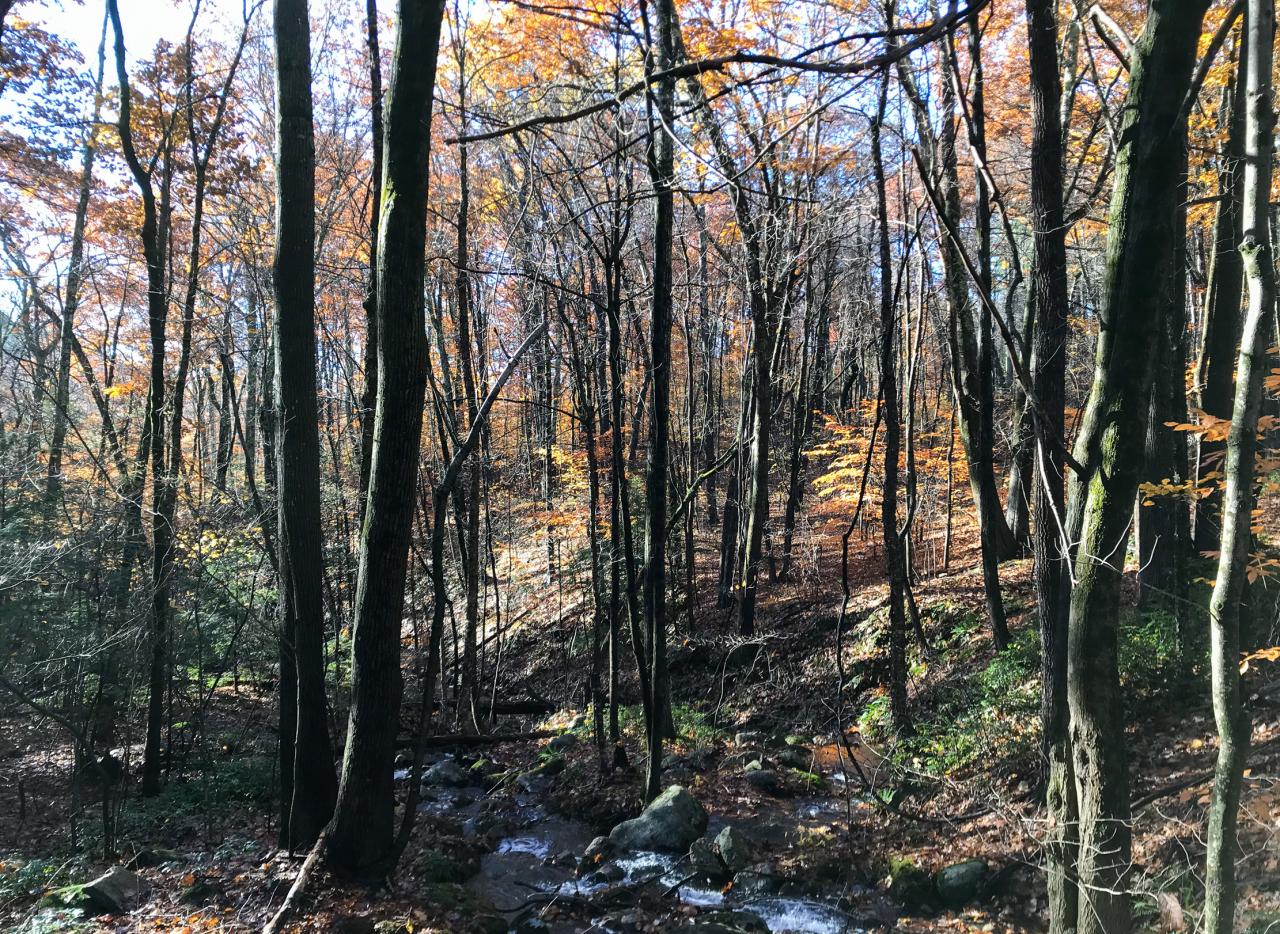 Massachusetts Tri City Forestry project