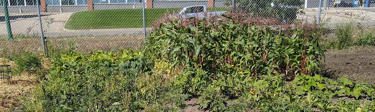 Un jardin communautaire à une usine des Aliments Maple Leaf.