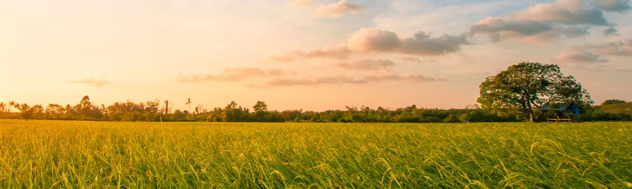MLF Header of Sustainability Report Blog - image of field
