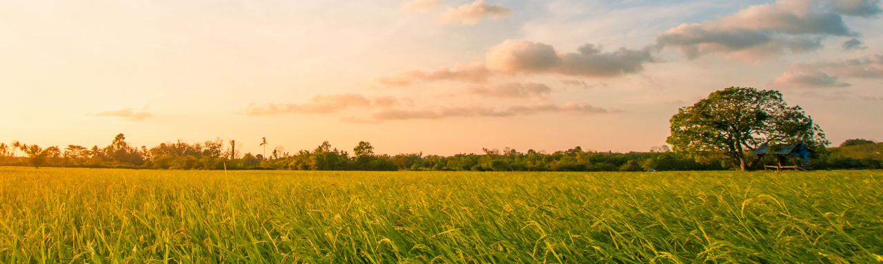 Large Open Field