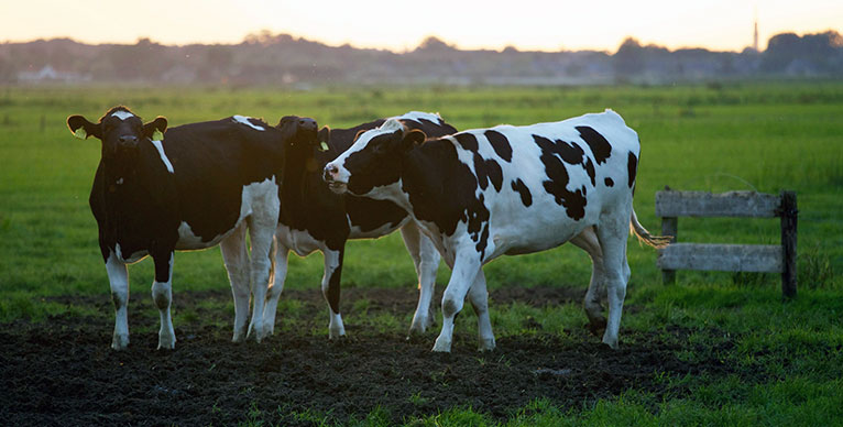 Digesteur de la ferme laitière Van Steyn  