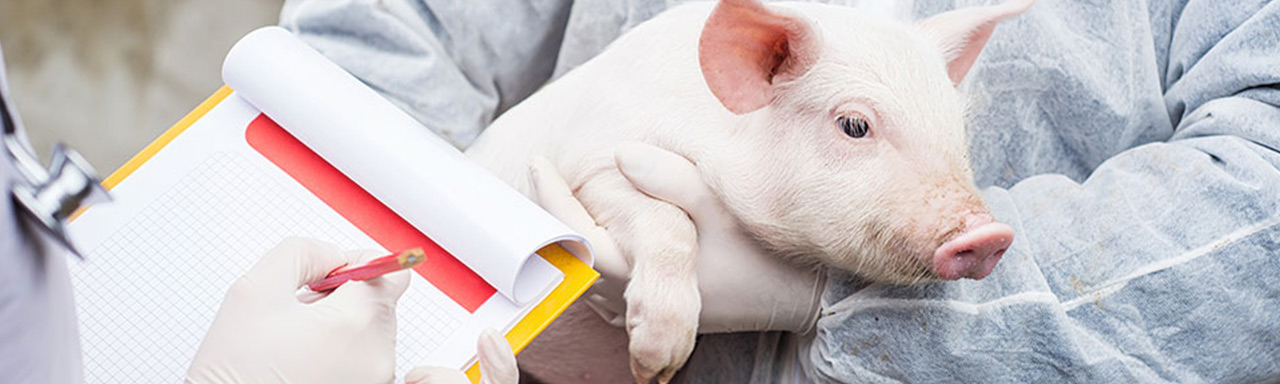 A piglet being held and checked
