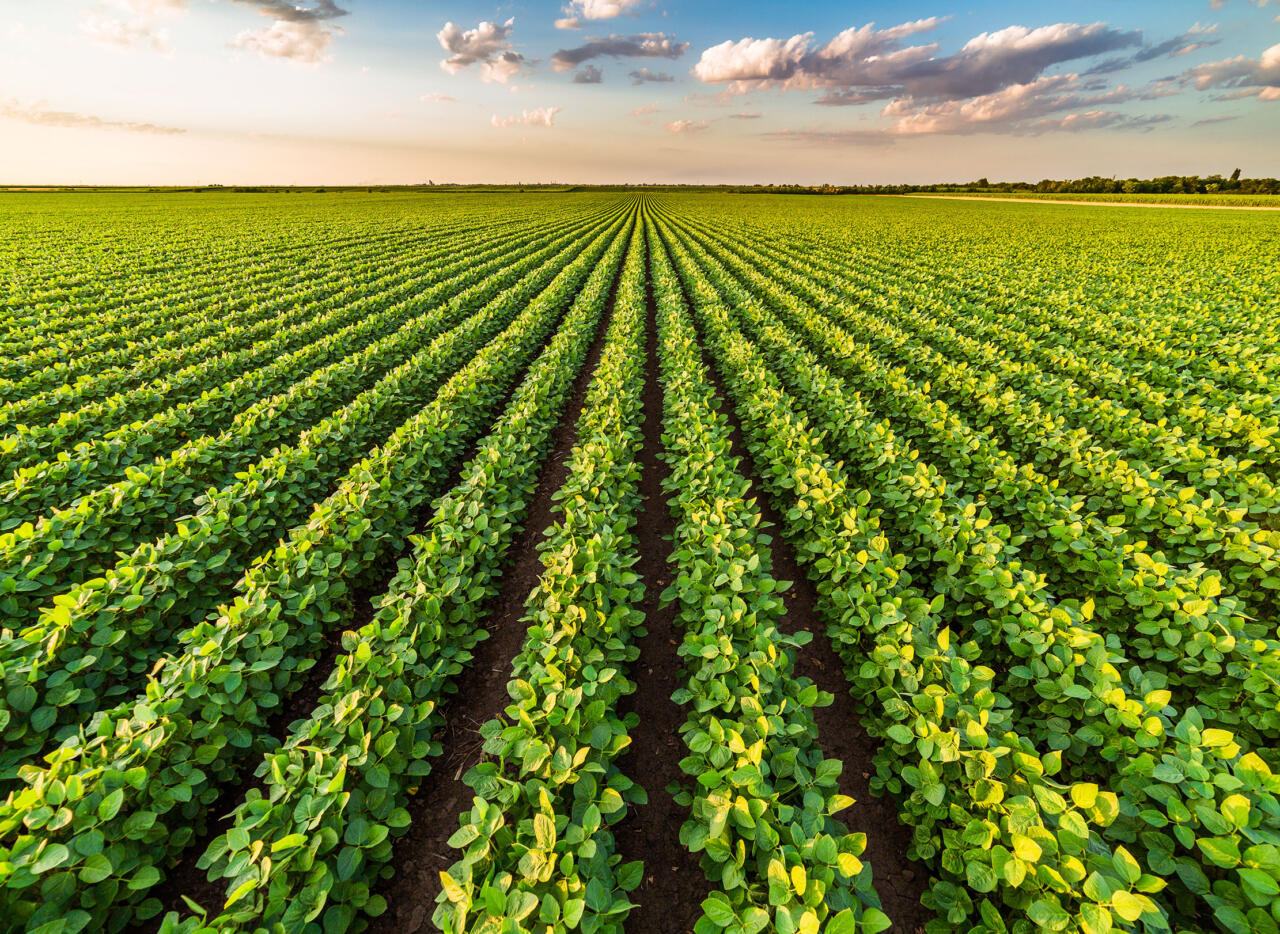 A sunset over a farmer's field, banner image.