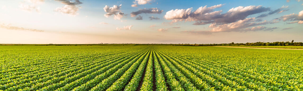 Un coucher de soleil sur le champ d'un agriculteur, image de bannière.