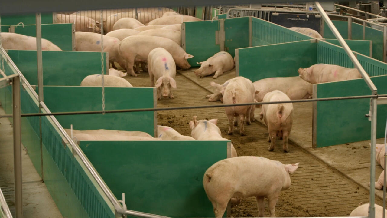 Arial view of sows in Maple Leaf Foods Advanced Open Sow Housing system- Photo taken Oct-2018