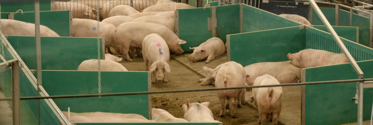 Arial view of sows in Maple Leaf Foods Advanced Open Sow Housing system- Photo taken Oct 2018