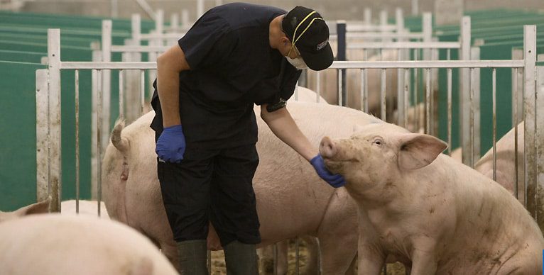 Animal care provider interacting with a sow.