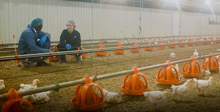 Better Care: Two Maple Leaf Foods employees inspecting our poultry facility.