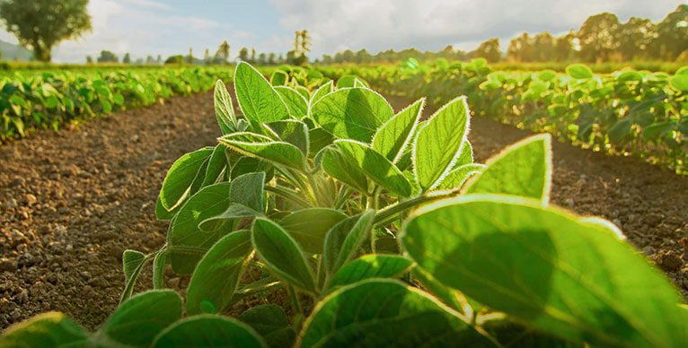 Better Planet: The sun shining on a beautiful crop.