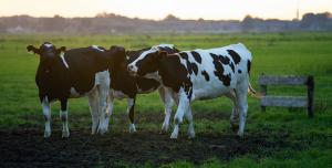 Digesteur de la ferme laitière Van Steyn
