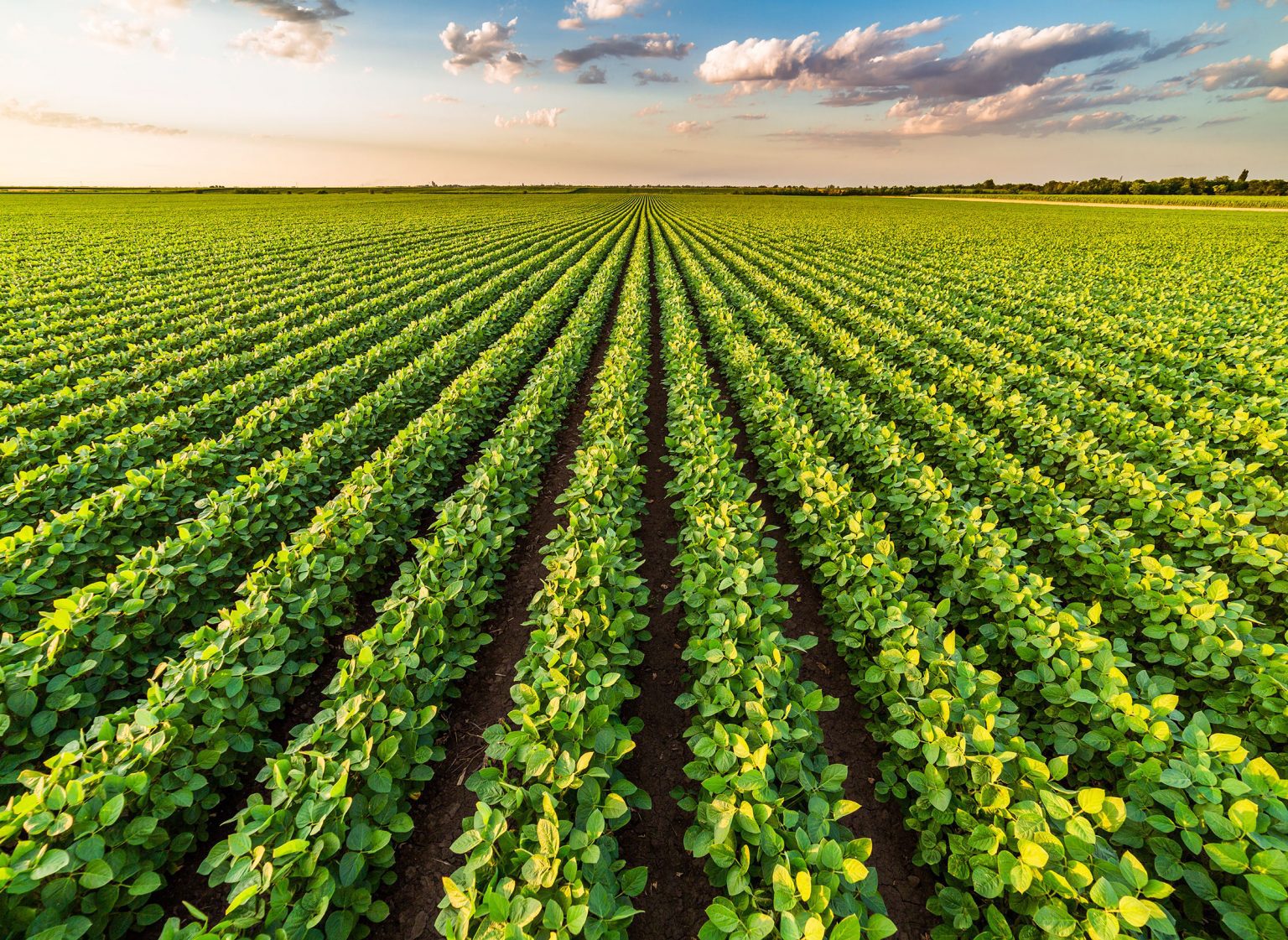 Maple leaf foods 2020 sustainability report