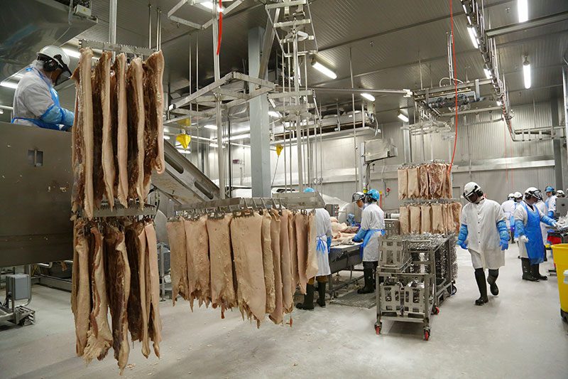 Winnipeg plant, hanging bacon