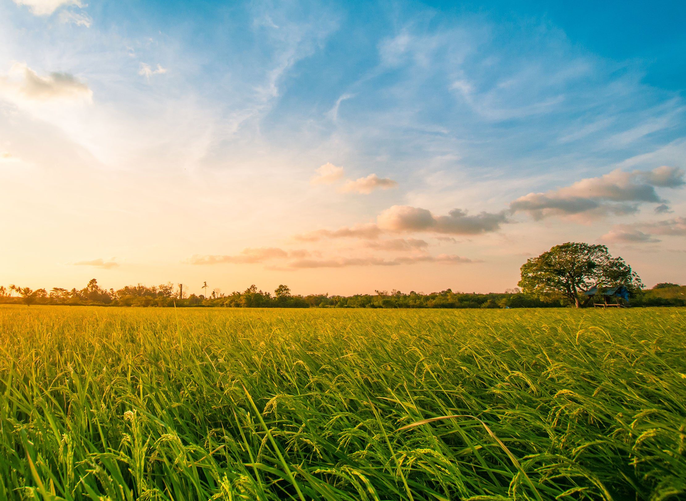 A sunset over a beautiful field