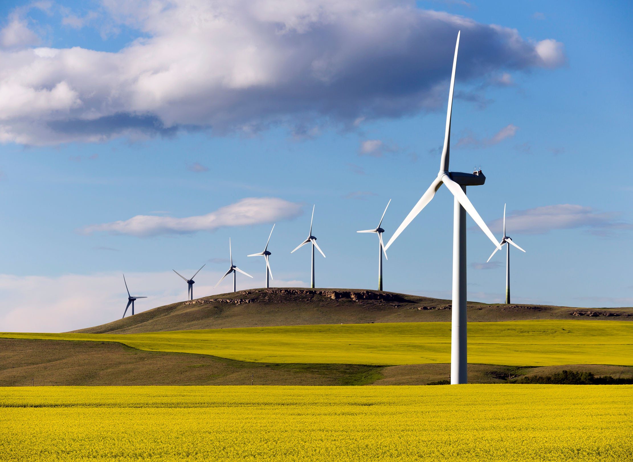 A field with wind mills