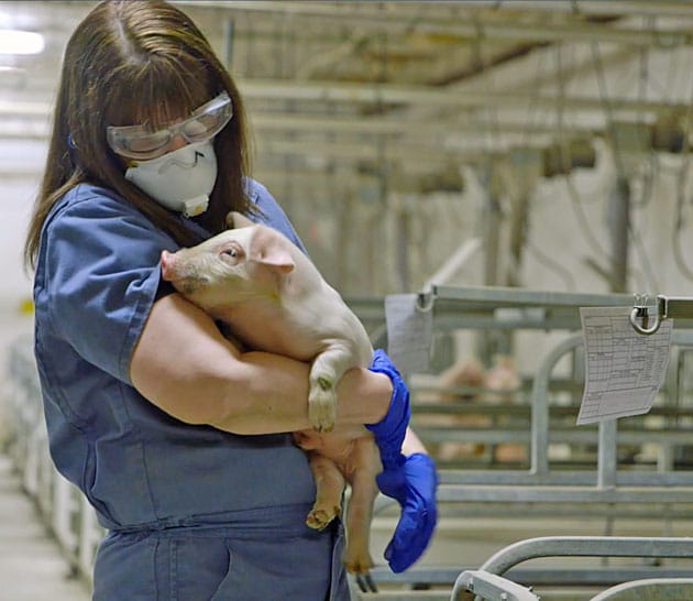 Animal welfare and standards | Maple Leaf Foods