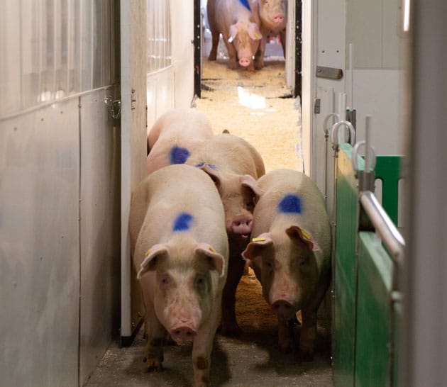 Pigs entering a trailer
