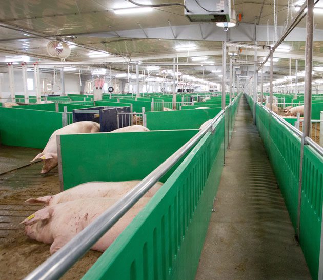 Maple Leaf Foods advanced open sow housing system