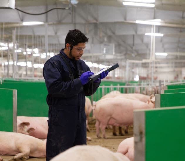 Animal care expert inside a Maple Leaf Foods advanced open sow housing system
