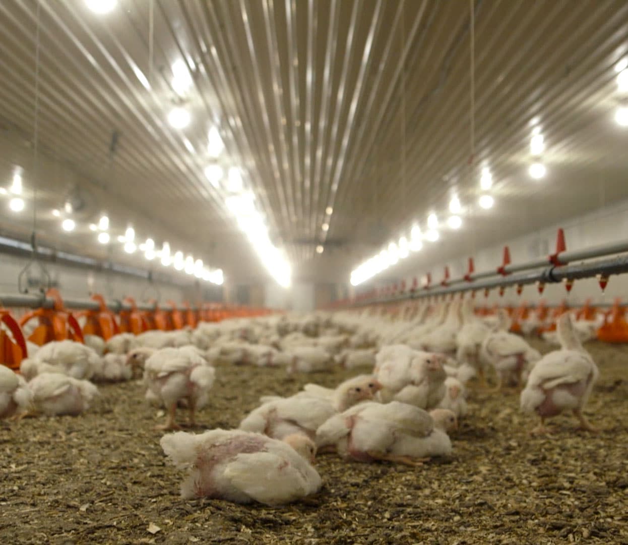 Chickens inside a poultry barn