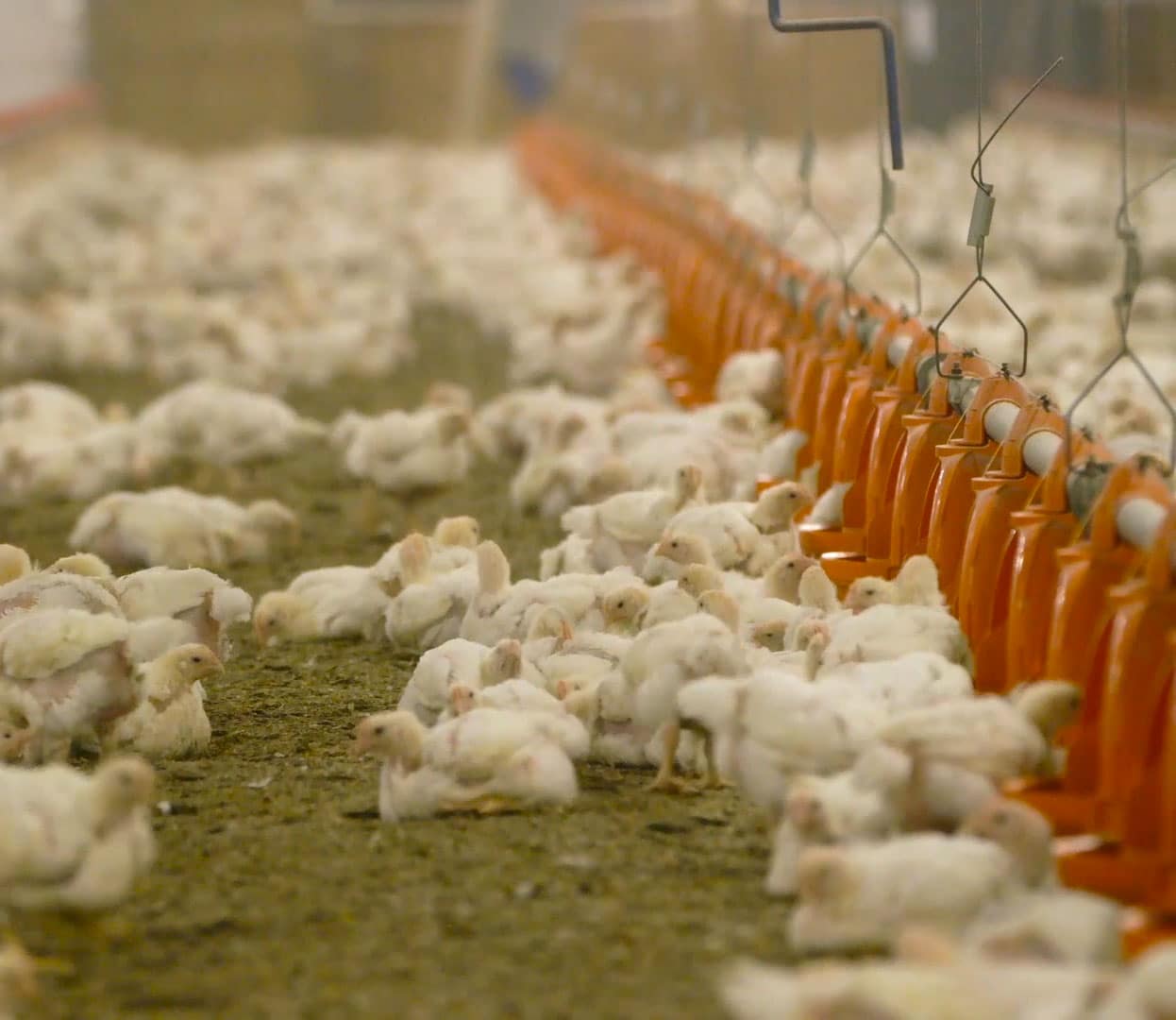 Broiler chickens inside a barn