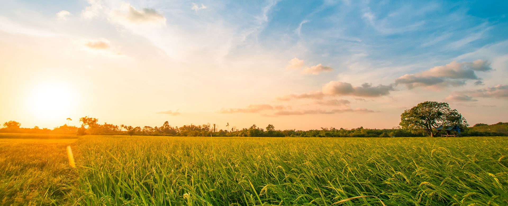 Sunset on field