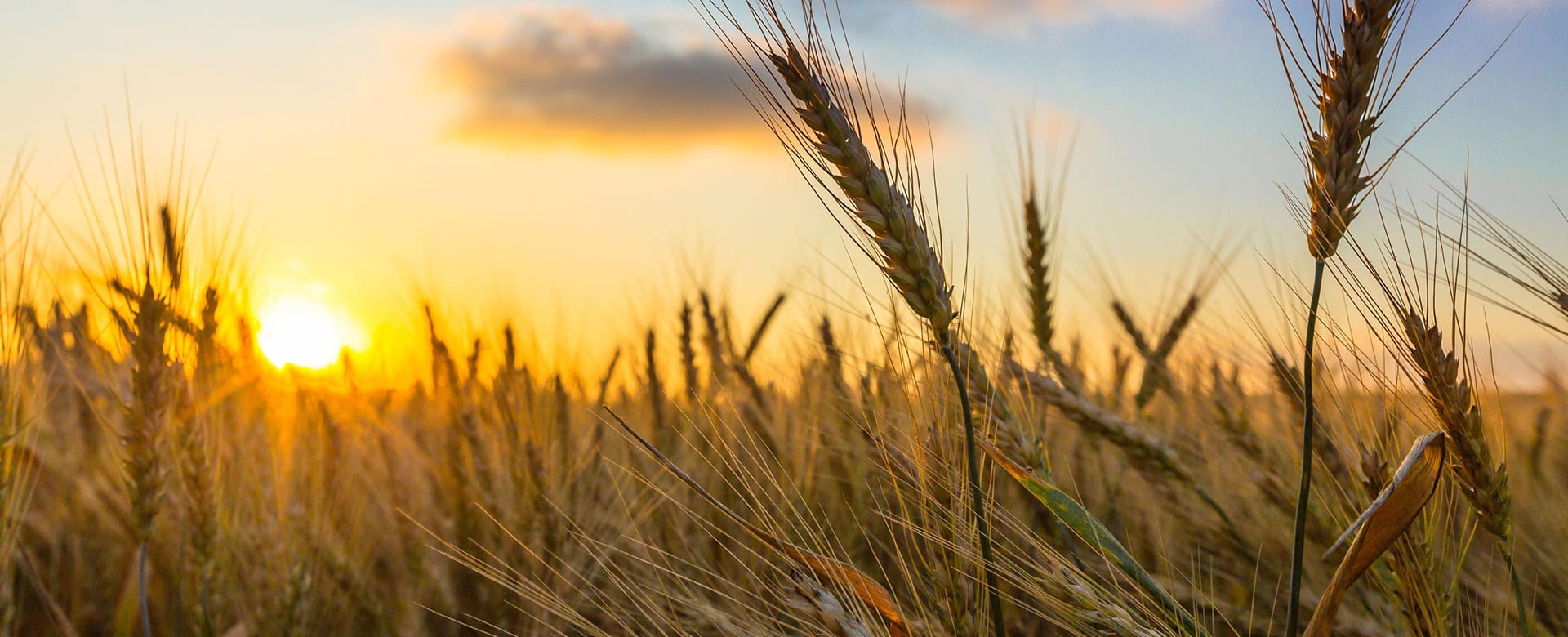 Sunsetting on wheat field